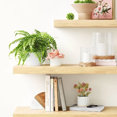 Boston Fern - Threshold™