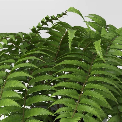 Boston Fern - Threshold™ - Image 2